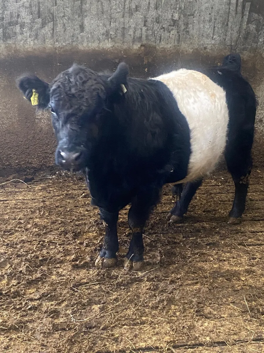 Bull - Image 4