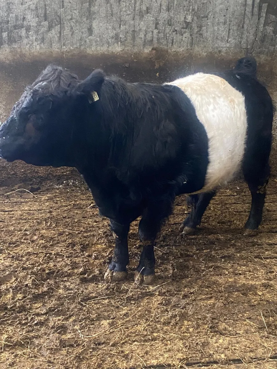 Bull - Image 1