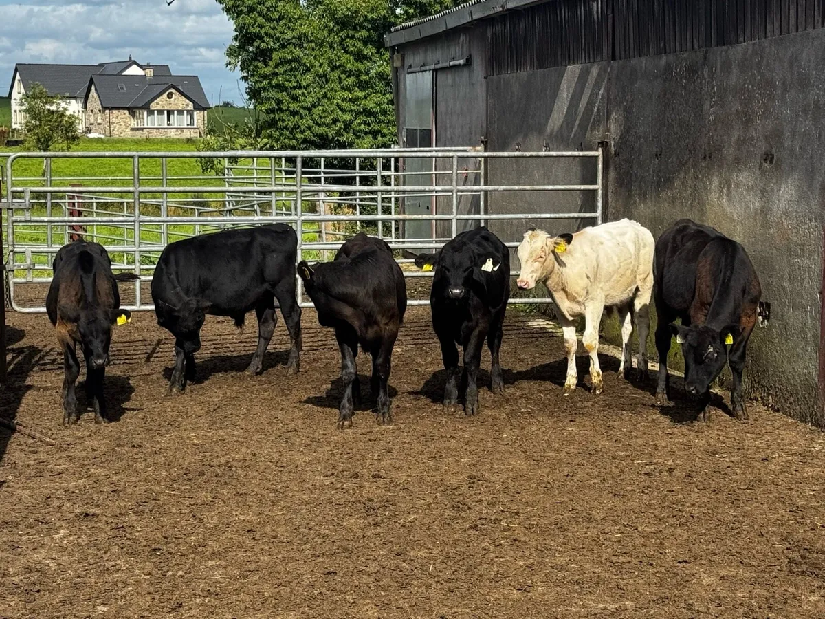 Lovely Strong Angus Calves - Image 1