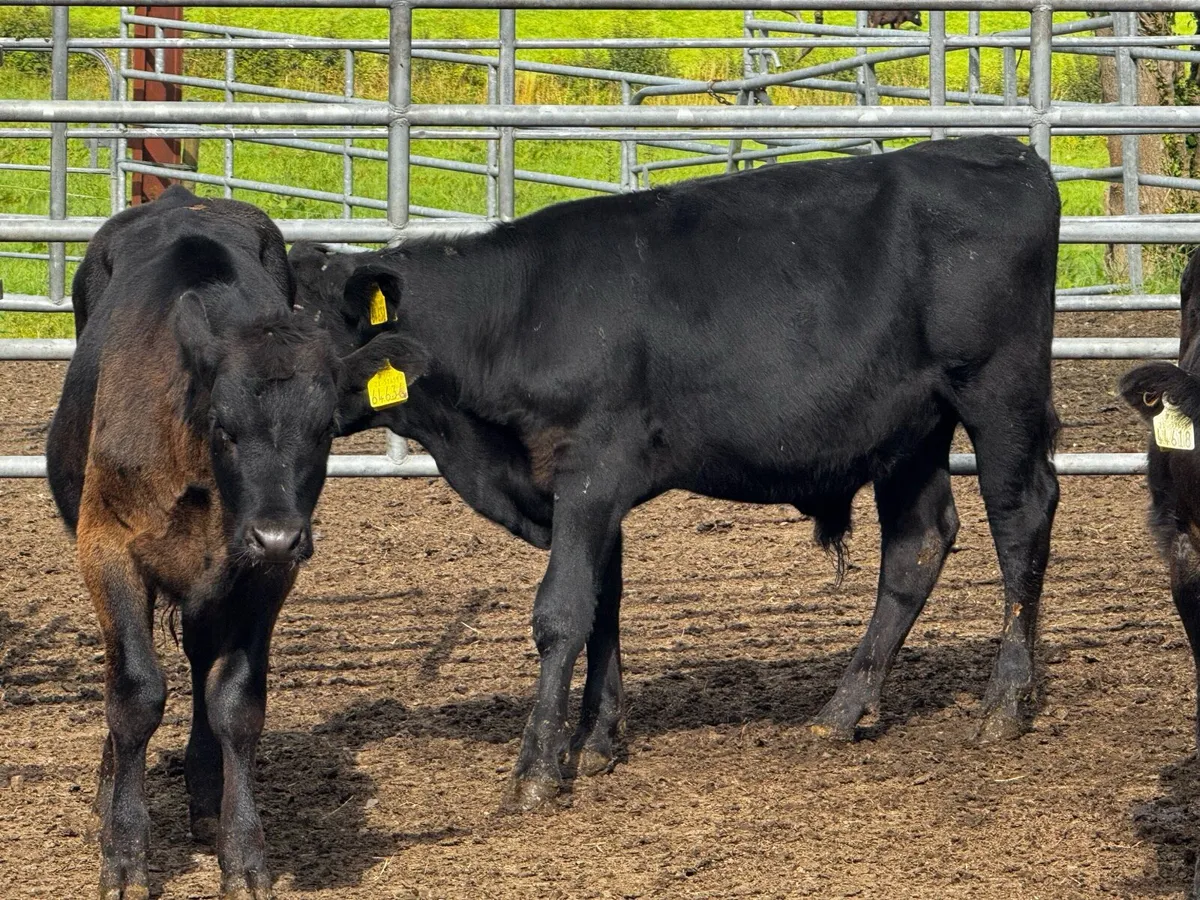 Lovely Strong Angus Calves - Image 2