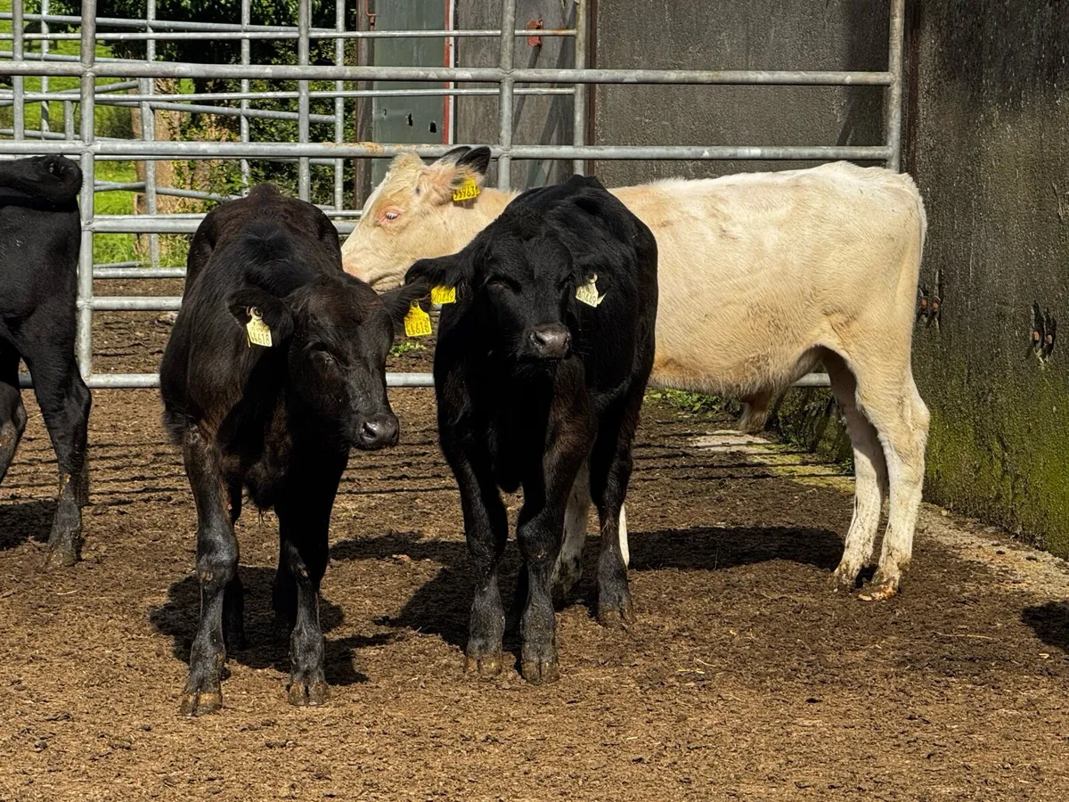Lovely Strong Angus Calves - Image 3