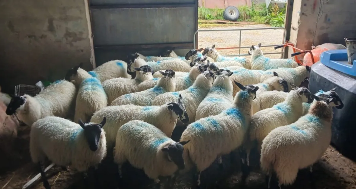 Ewe Lambs For Sale - Image 3