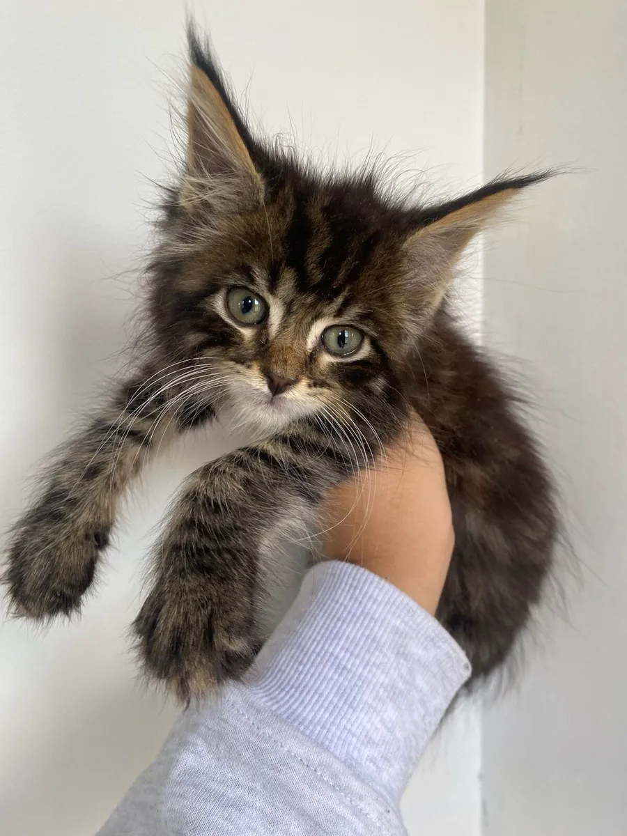 Maine Coon - Image 3