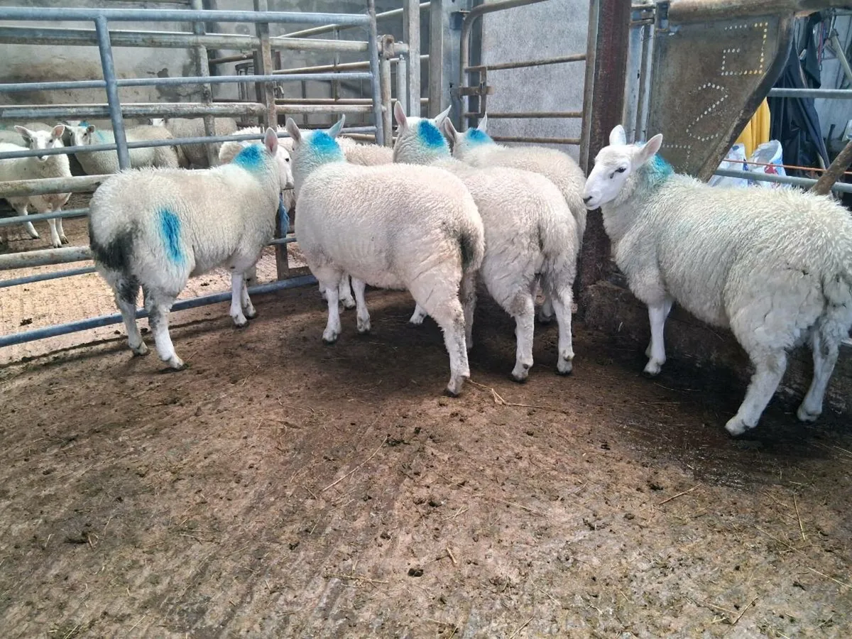 Lambs/Cull Ewe - Image 2