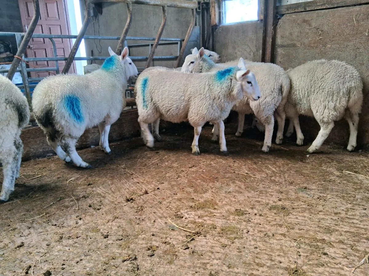 Lambs/Cull Ewe - Image 3
