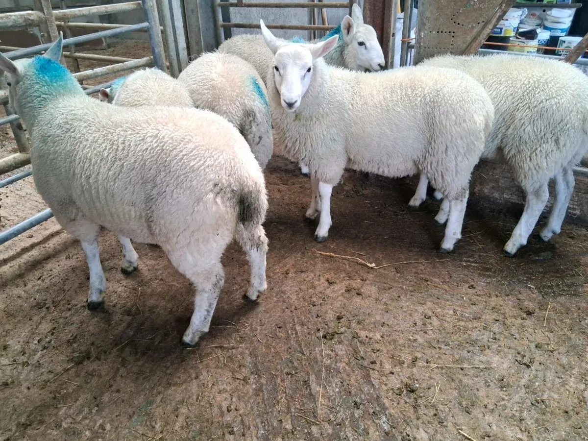 Lambs/Cull Ewe - Image 4