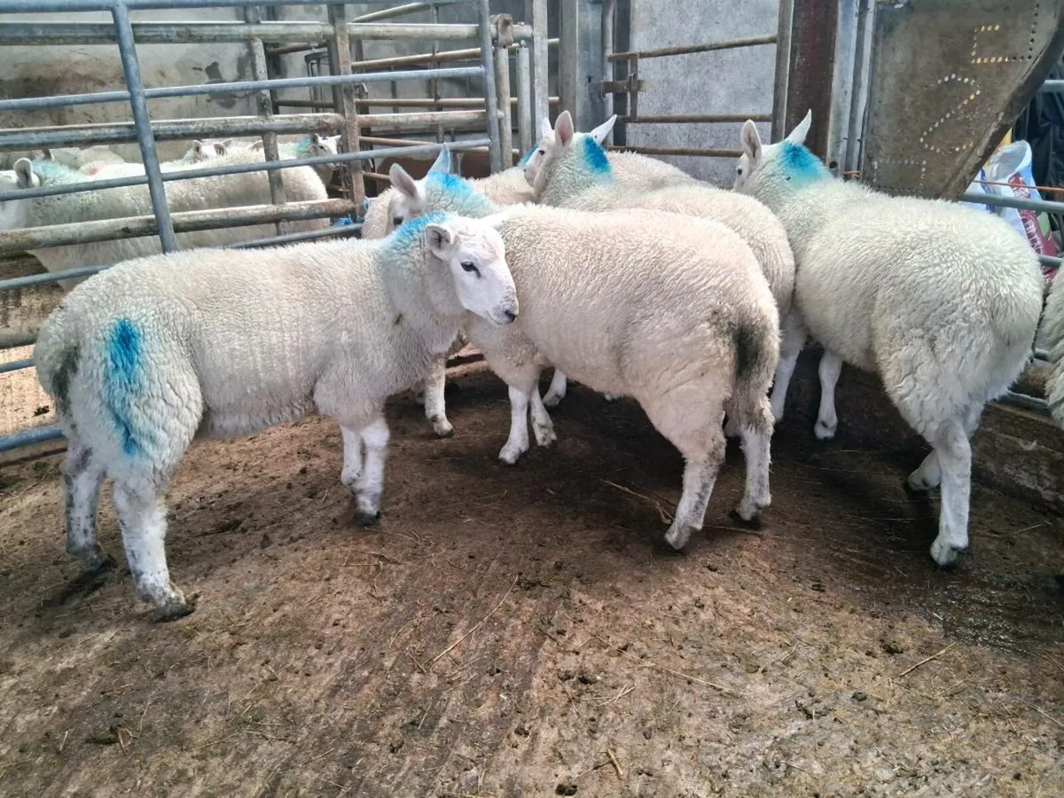 Lambs/Cull Ewe - Image 1