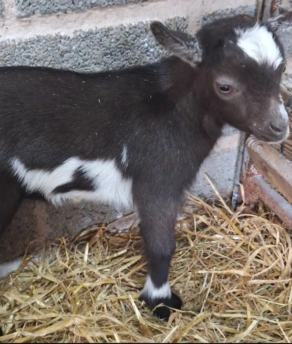 Pygmy Male kids 🏡 - Image 1