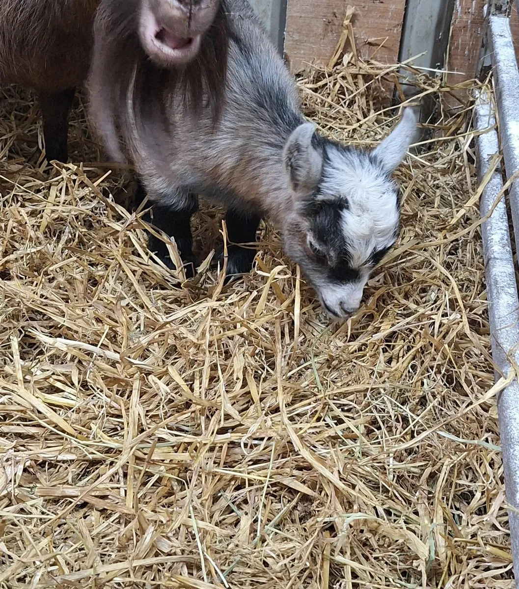 Pygmy Male kids 🏡 - Image 4