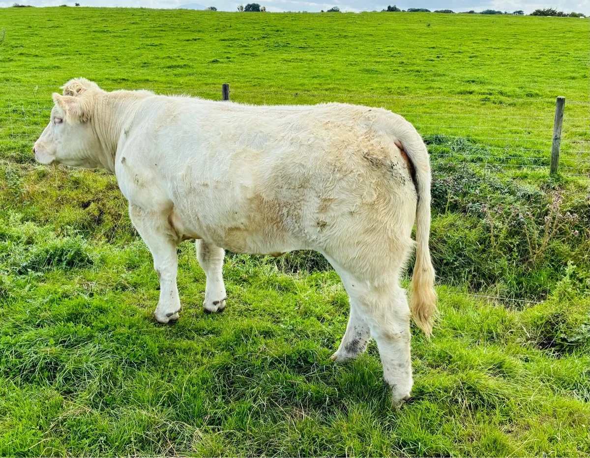 Going to ballina mart tues 12th aug - Image 1