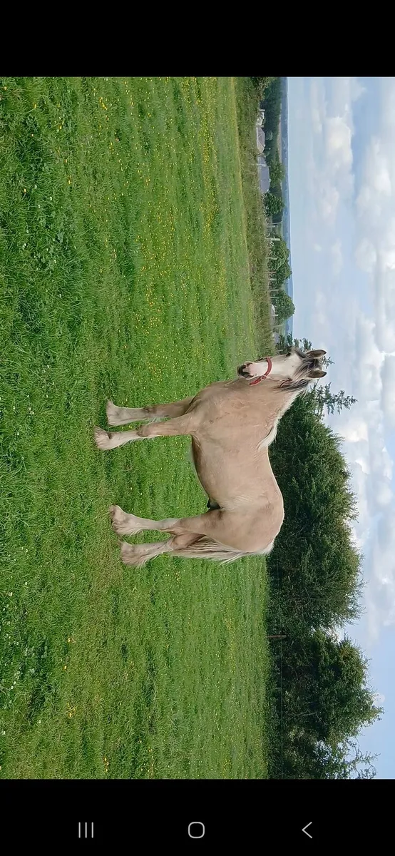 ***Dun Colt*** - Image 1