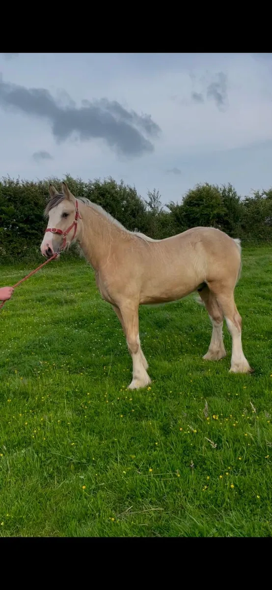 ***Dun Colt*** - Image 3
