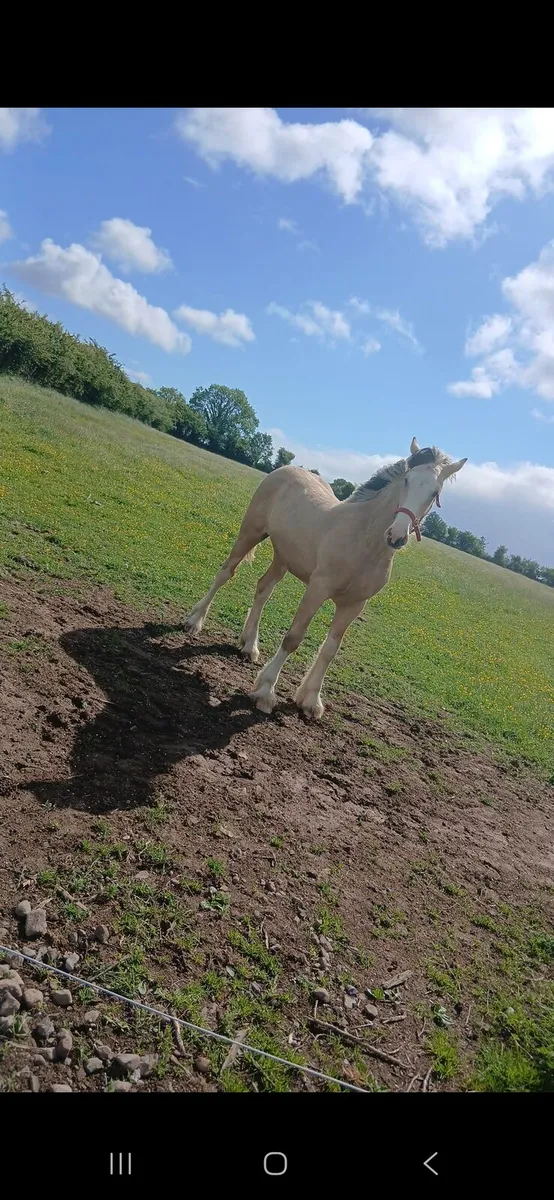 ***Dun Colt*** - Image 4