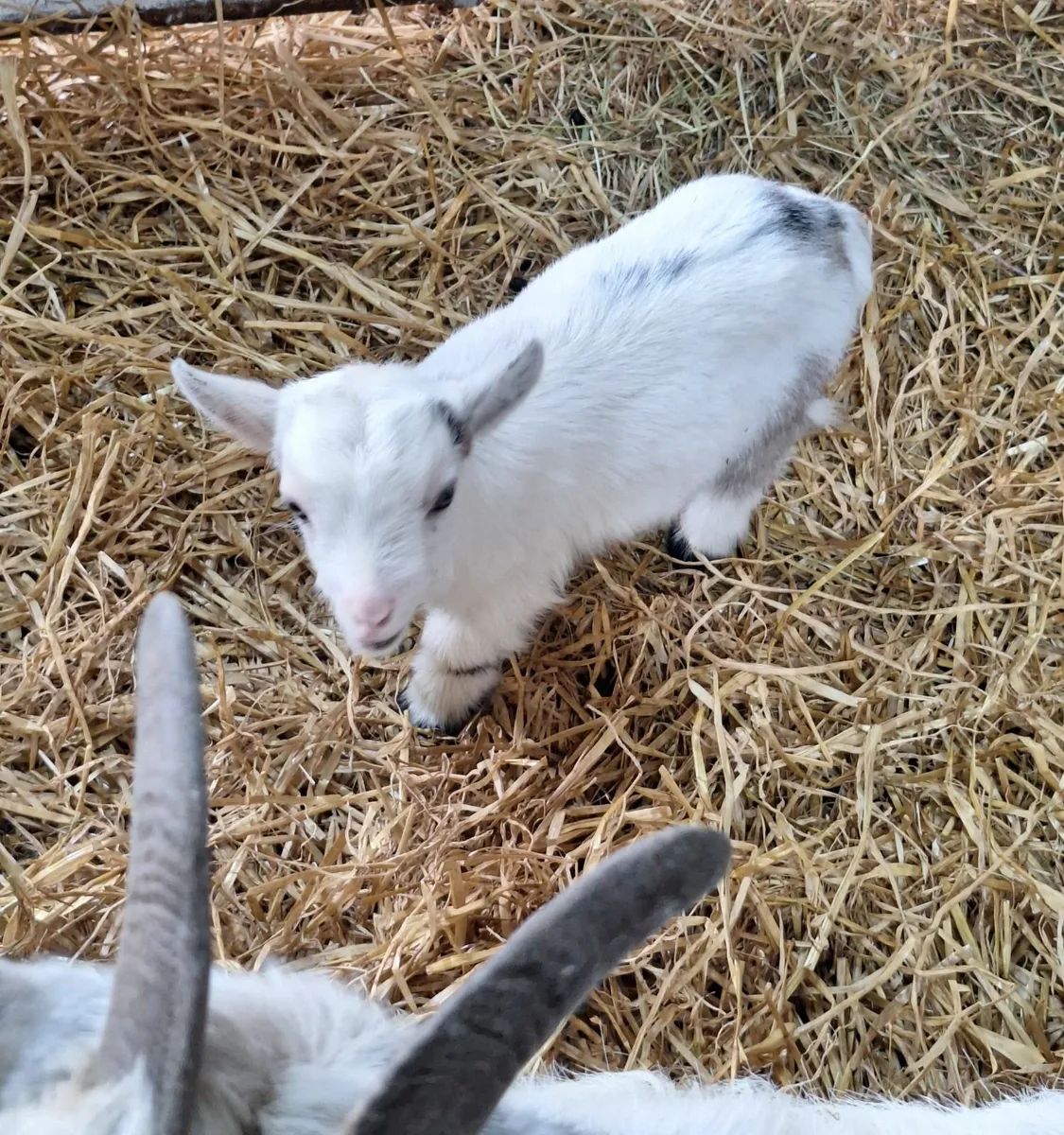 Pygmy Male kids 🏡 - Image 3