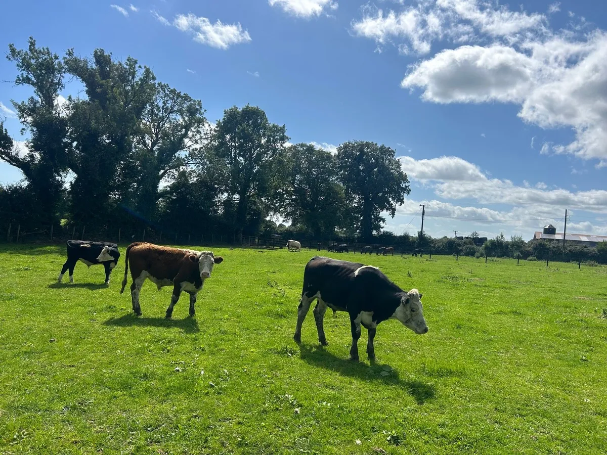 5 super  420 kg Hereford bullocks - Image 1