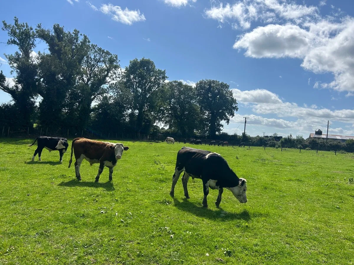 5 super  420 kg Hereford bullocks - Image 2