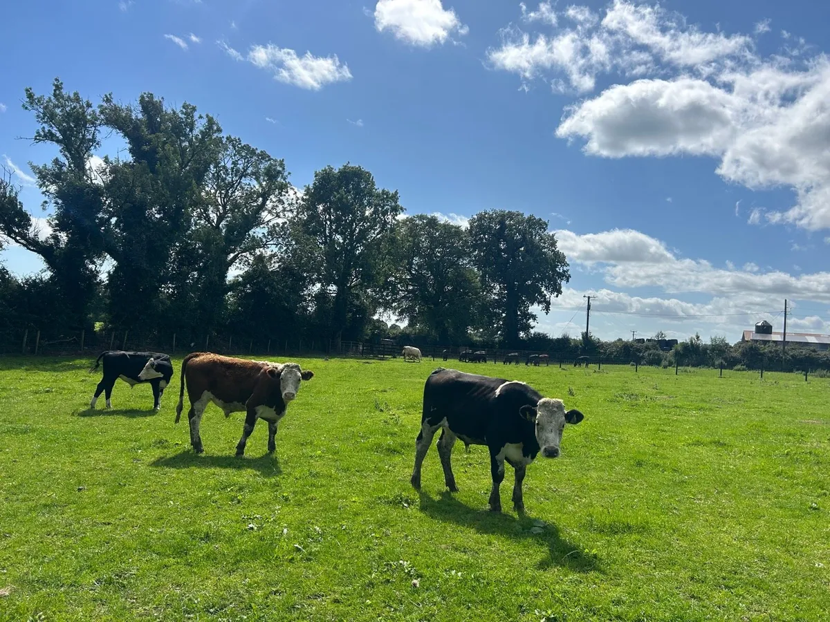 5 super  420 kg Hereford bullocks - Image 4