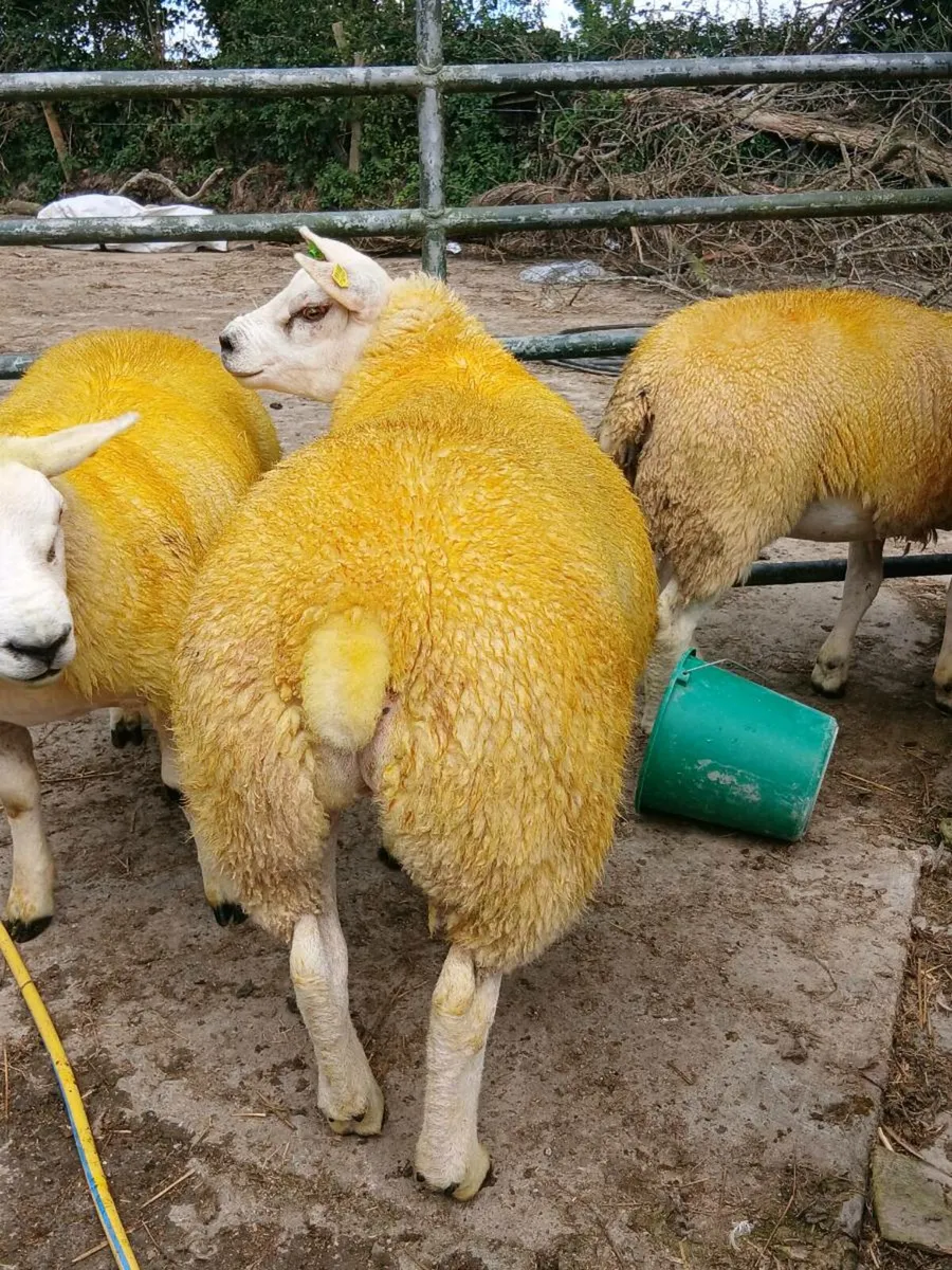 PBR texel ewe lambs - Image 1