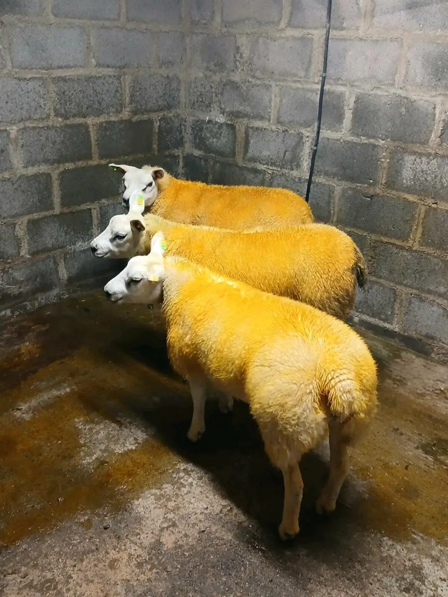 PBR texel ewe lambs - Image 2