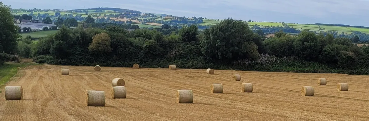 Barley straw