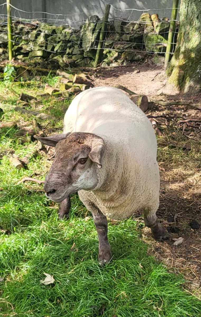 SUFTEX Hoggett Ram - Image 1