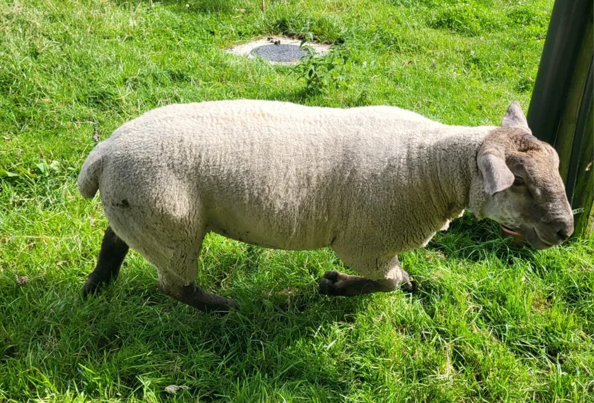 SUFTEX Hoggett Ram - Image 2