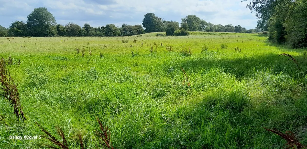 Meadow - Image 1