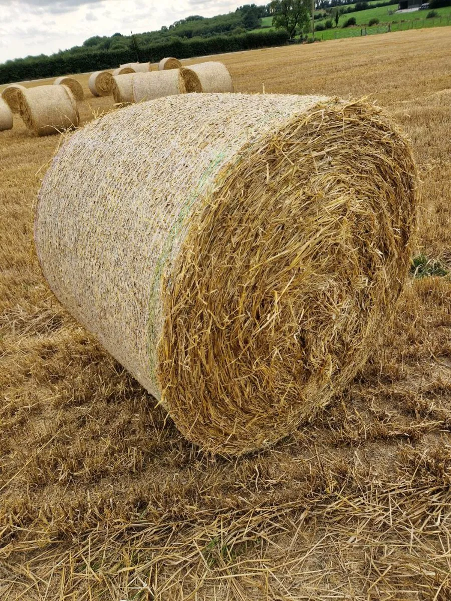 Straw - Image 1