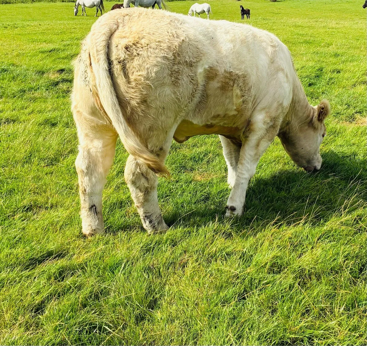 Going to ballina mart tues 12th aug - Image 2