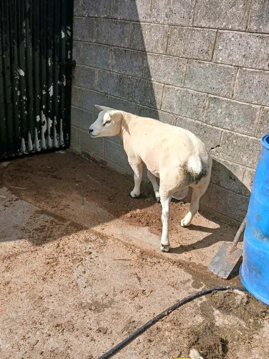 PBR Texel hogget ram - Image 3