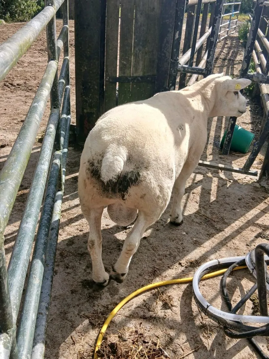 PBR Texel hogget ram - Image 2