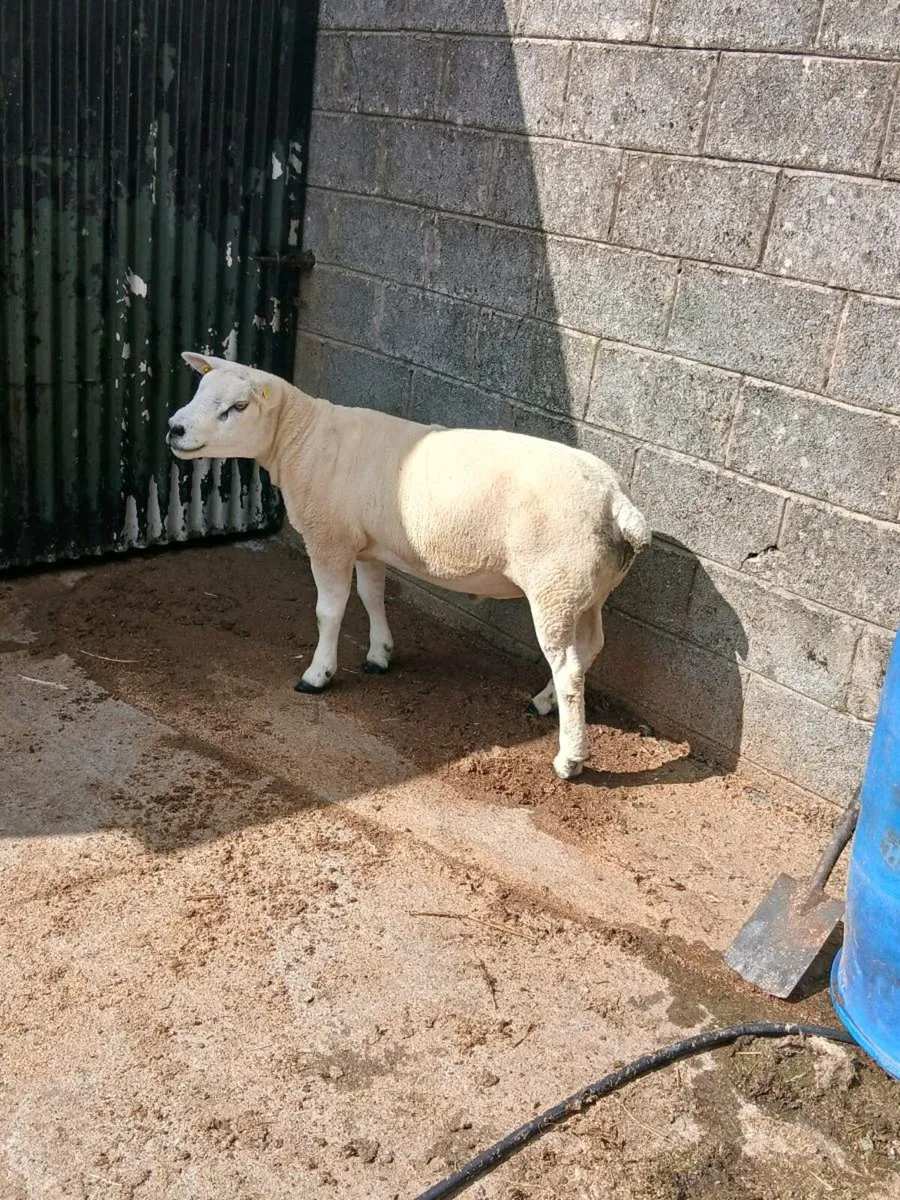 PBR Texel hogget ram - Image 4