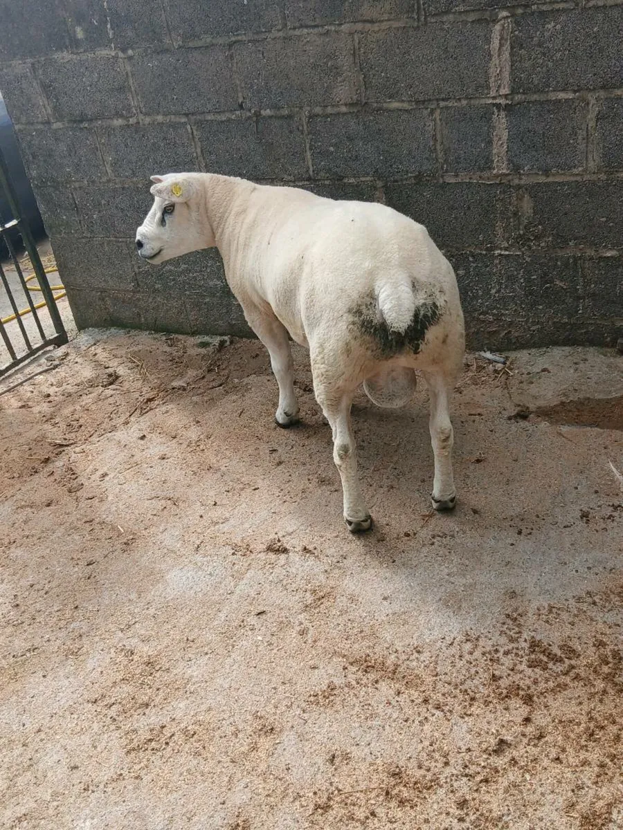 PBR Texel hogget ram - Image 1