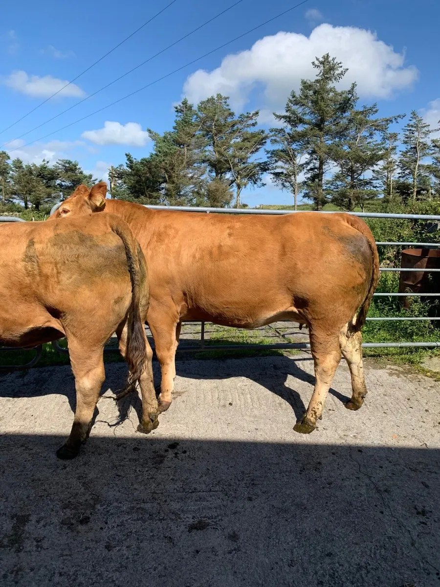 2 x limousin in calf heifers - Image 1