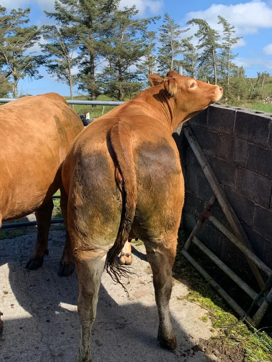2 x limousin in calf heifers - Image 3