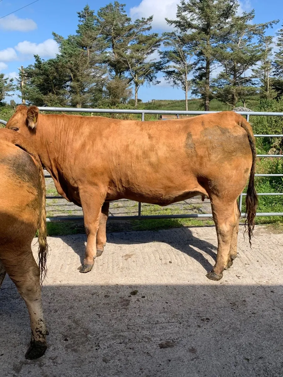 2 x limousin in calf heifers - Image 4