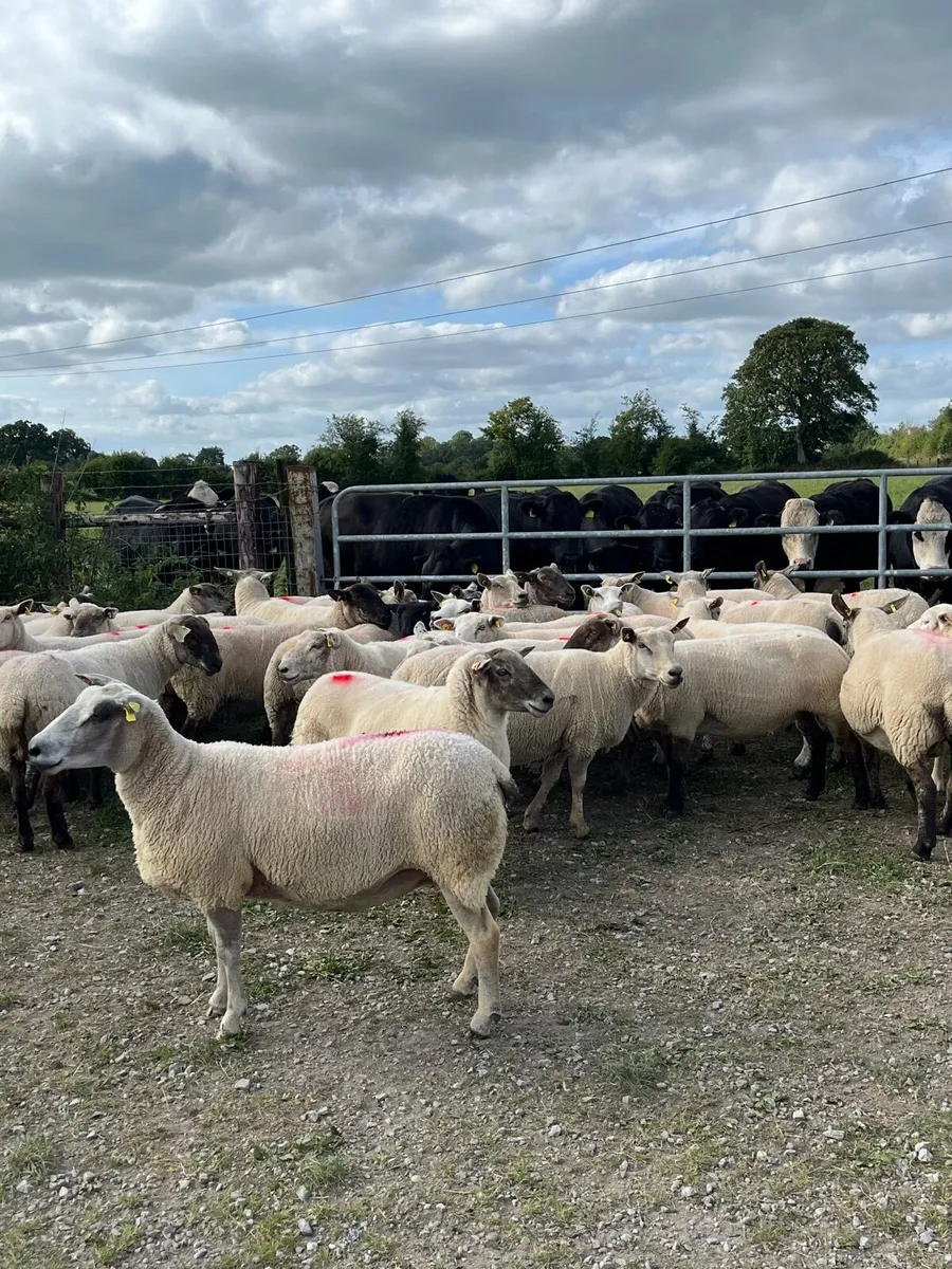 Breeding ewes - Image 1
