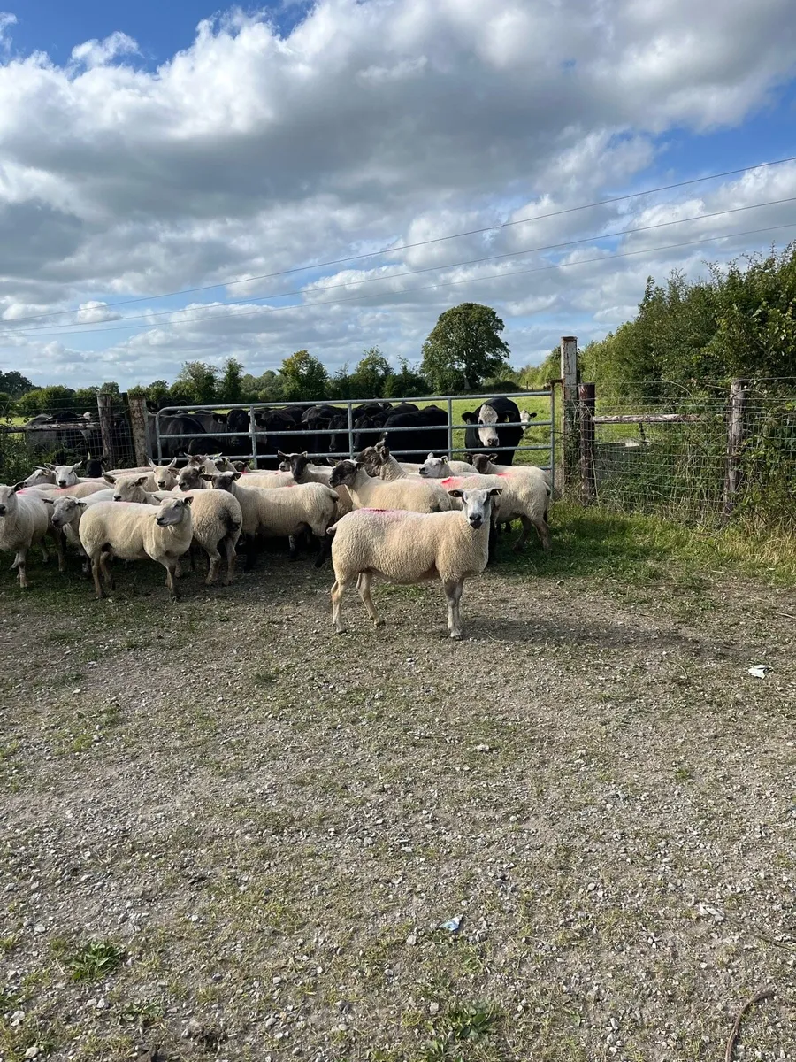 Breeding ewes - Image 2