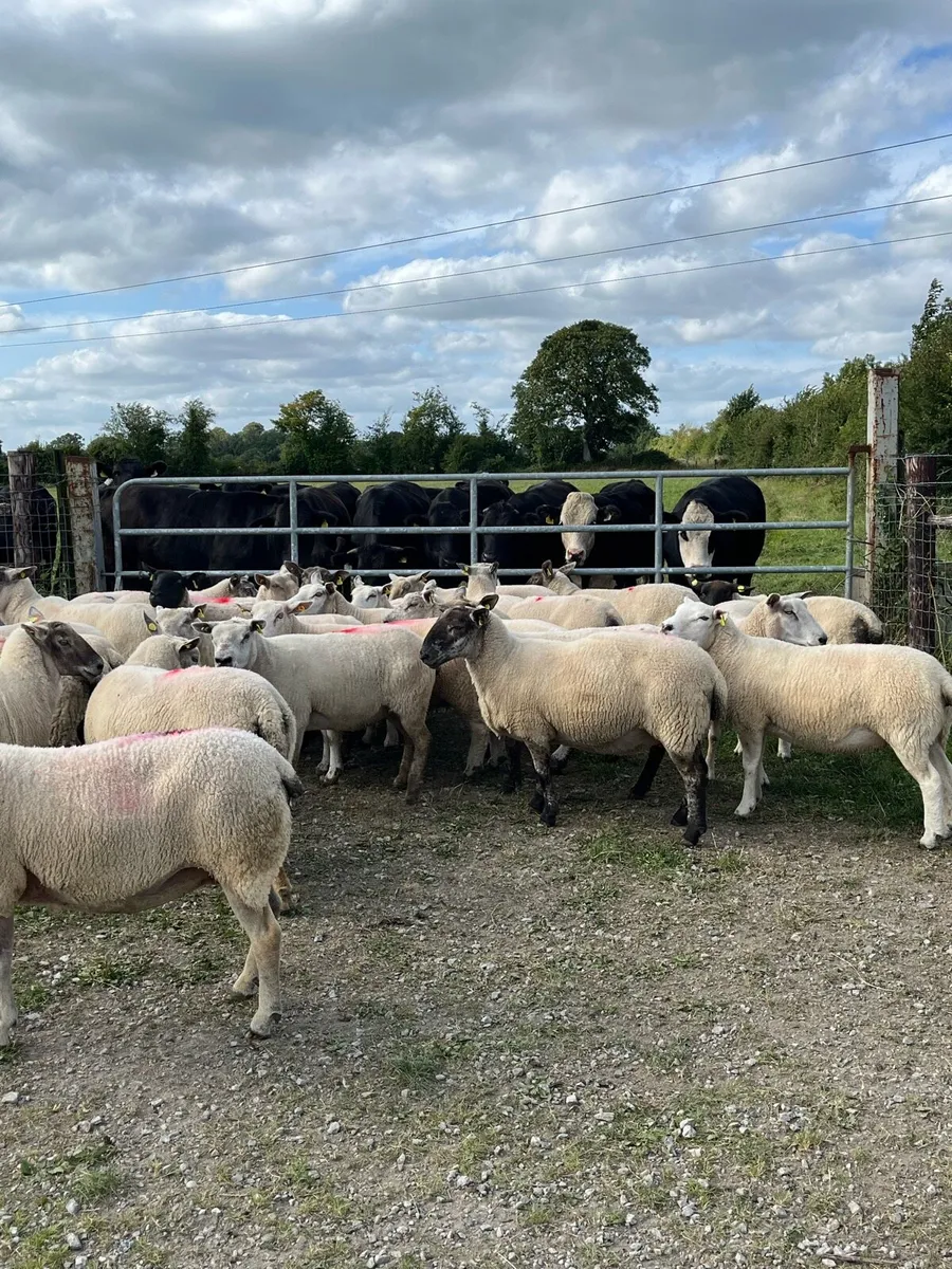 Breeding ewes - Image 3