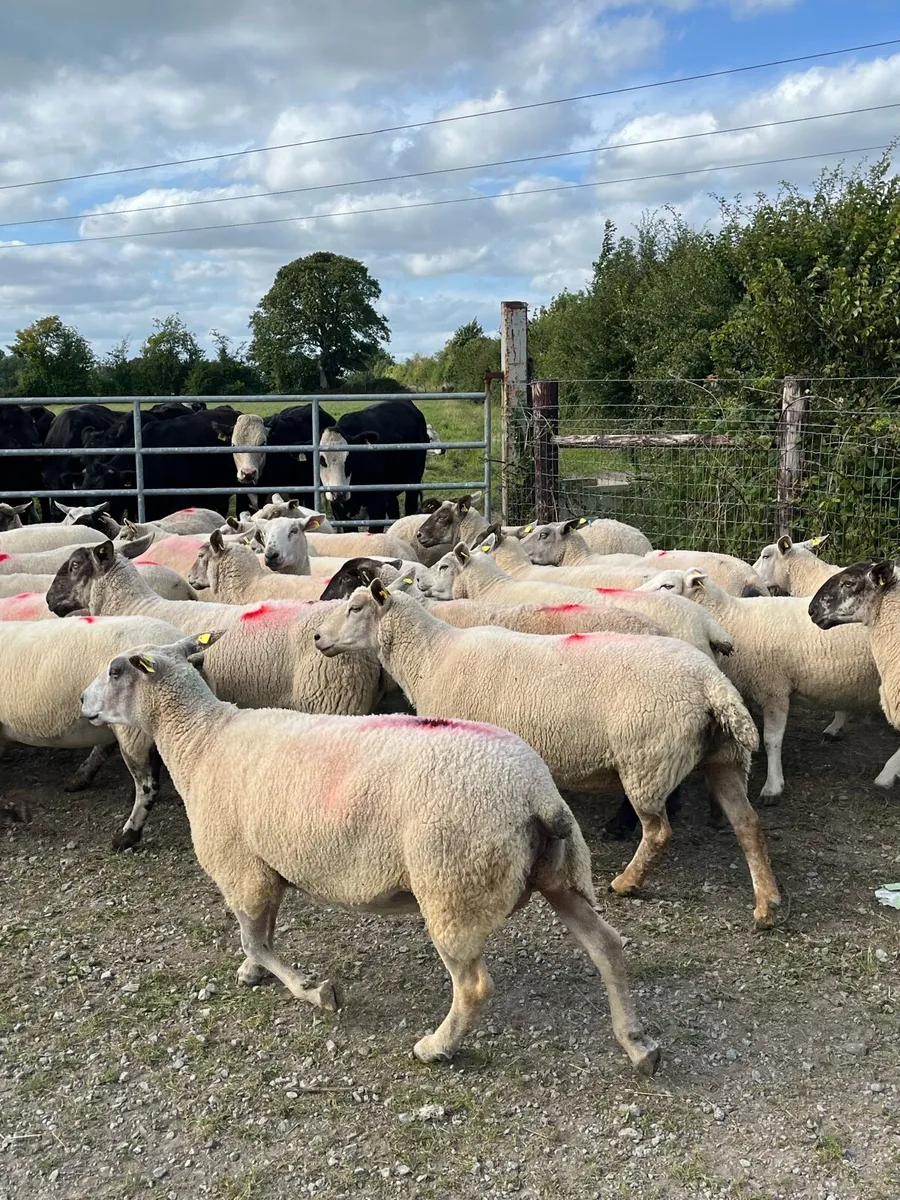 Breeding ewes - Image 4