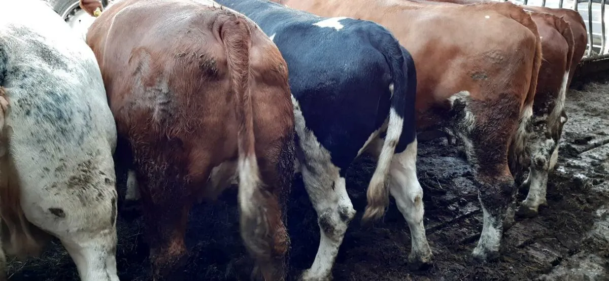 Beef cull cows kilrush mart 13th - Image 1