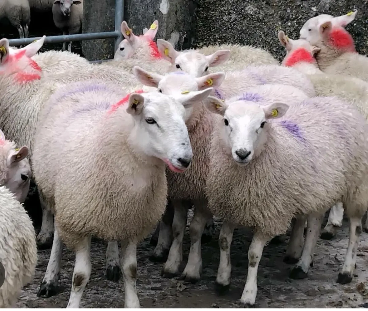 Wanted 10 Cheviot Ewe Lambs. South Donegal Area