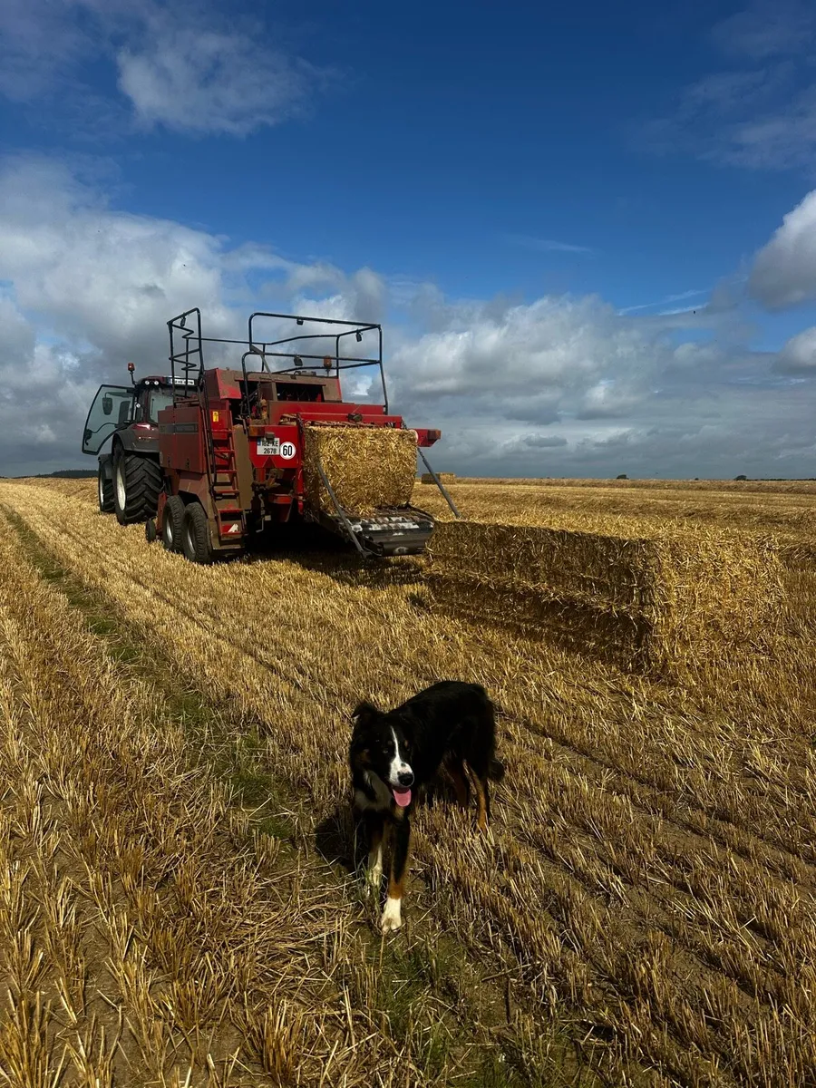 Hay and straw - Image 1