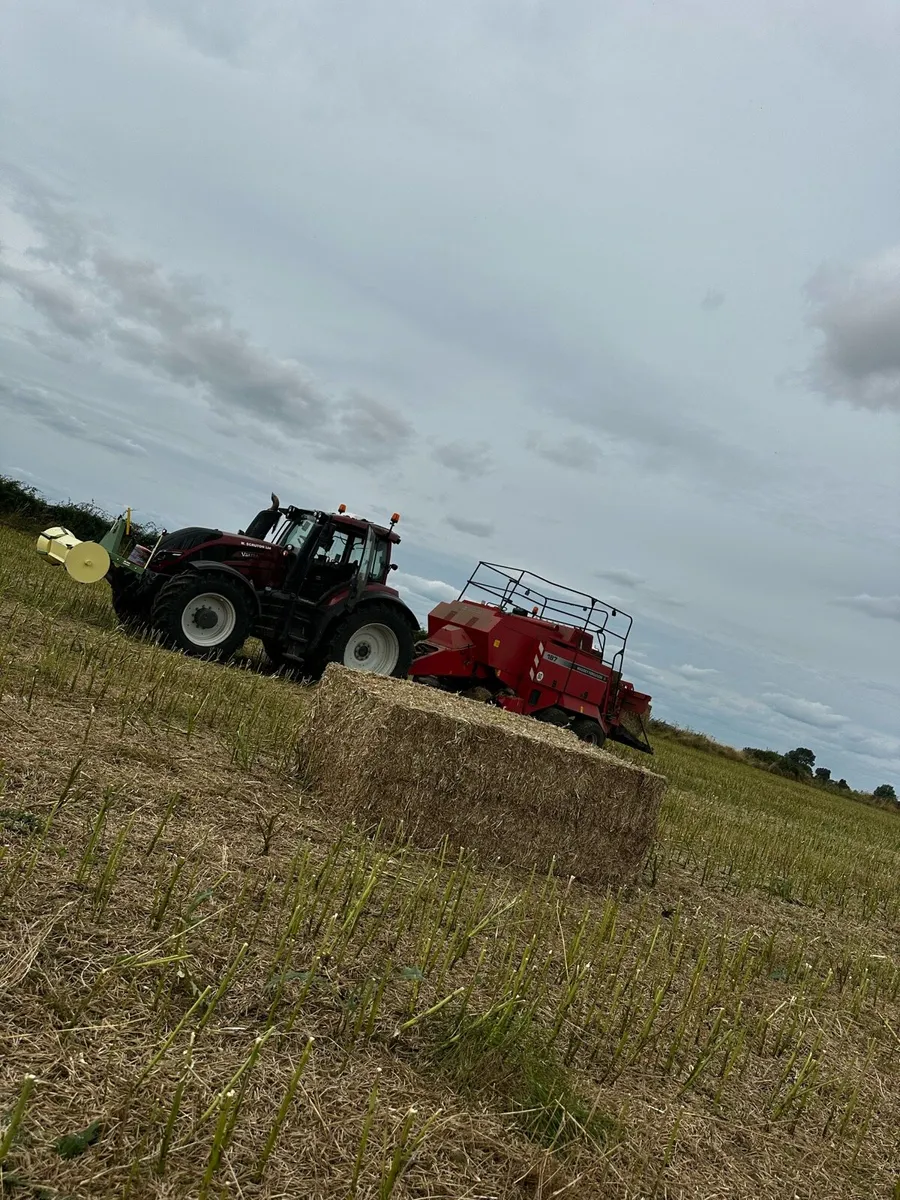 Hay and straw - Image 3