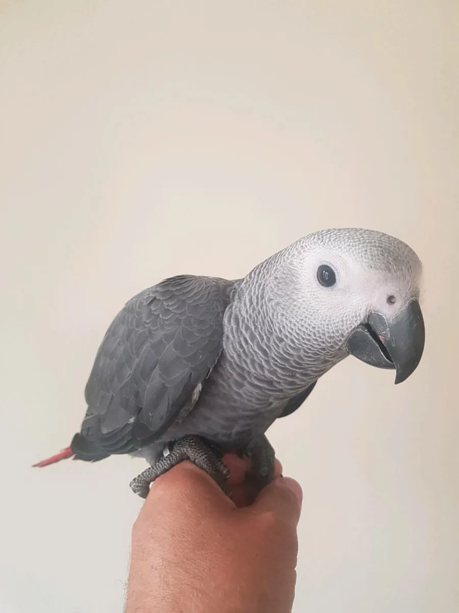 Bird Hand reared African Grey - Image 1