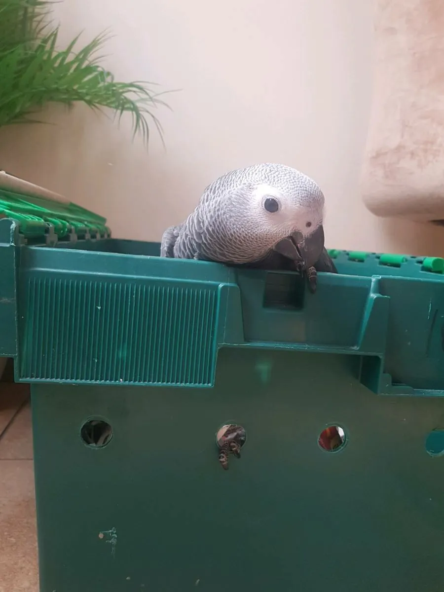 Bird Hand reared African Grey - Image 2