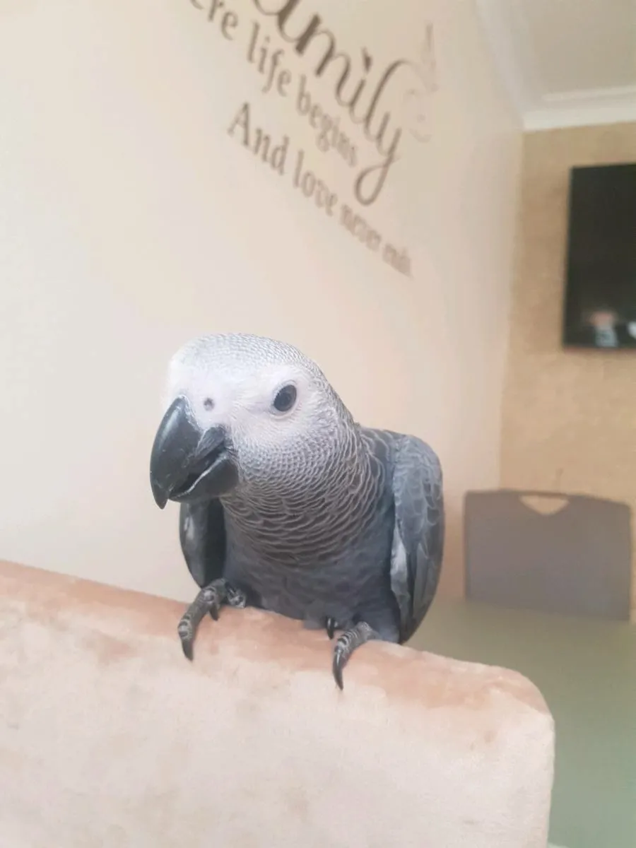 Bird Hand reared African Grey - Image 3