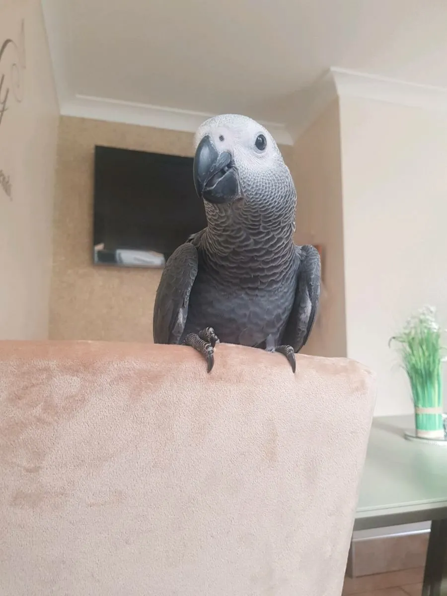 Bird Hand reared African Grey - Image 4