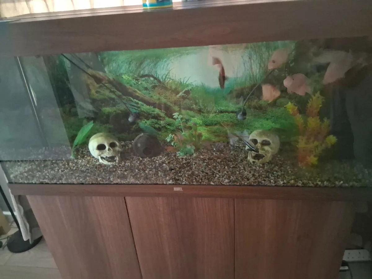 Fish tank - Image 3