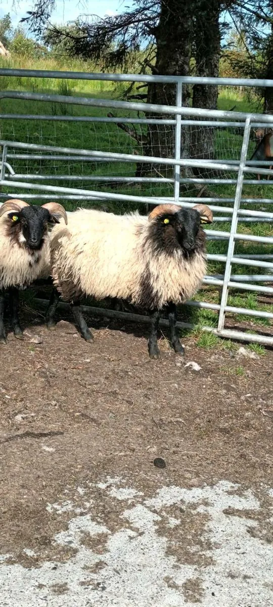 Sis approved ram lambs - Image 3
